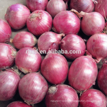 Cebolla roja fresca de la más nueva cosecha de China / Dubai